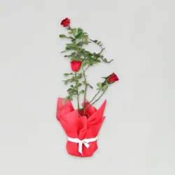 Adorable Red Rose Plant Adorable Red Rose Plant