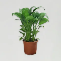 Beautiful Peace Lily Plant Beautiful Peace Lily Plant
