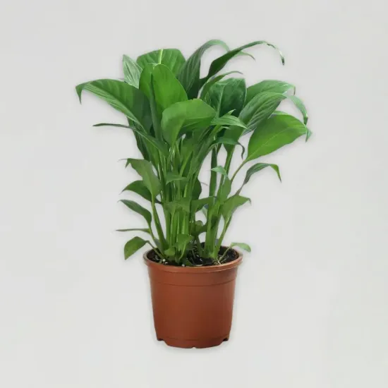 Order Beautiful Peace Lily Plant Online in Bhopal - Blue Heaven Beautiful Peace Lily Plant - Blue Heaven