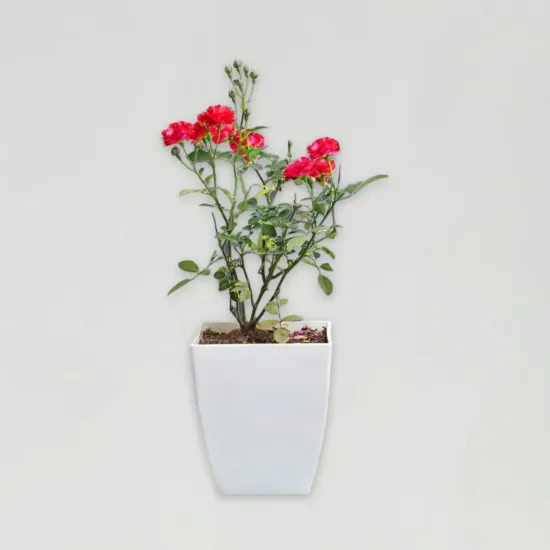 Order Blossoming Red Rose Plant Online in Bhopal - Blue Heaven Blossoming Red Rose Plant - Blue Heaven