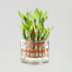 Bringing Good Luck 2 Layer Bamboo Plant Bringing Good Luck 2 Layer Bamboo Plant