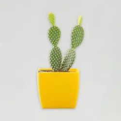 Bunny Cactus Plant Bunny Cactus Plant