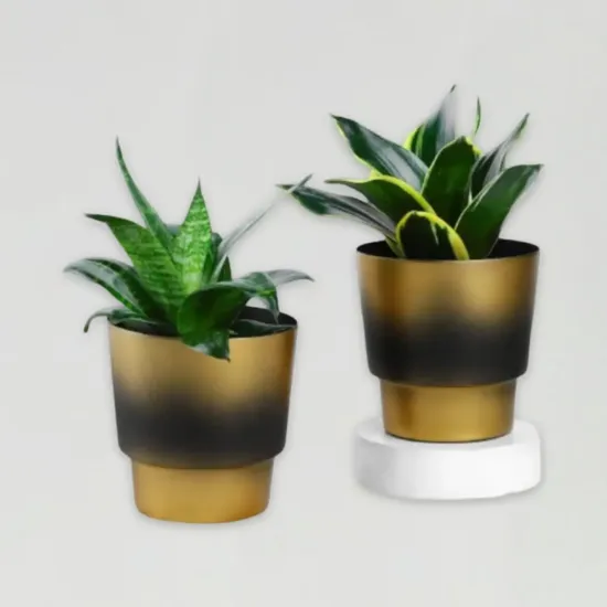 Order Chic Sansevieria Duo Online in Bhopal - Blue Heaven Chic Sansevieria Duo - Blue Heaven