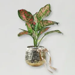 Golden Glow of Love Golden Glow of Love