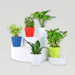 Grand 5 House Plant Set Grand 5 House Plant Set