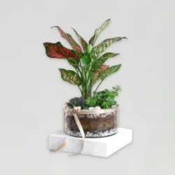 Jade-Aglaonema N Haworthia Trio