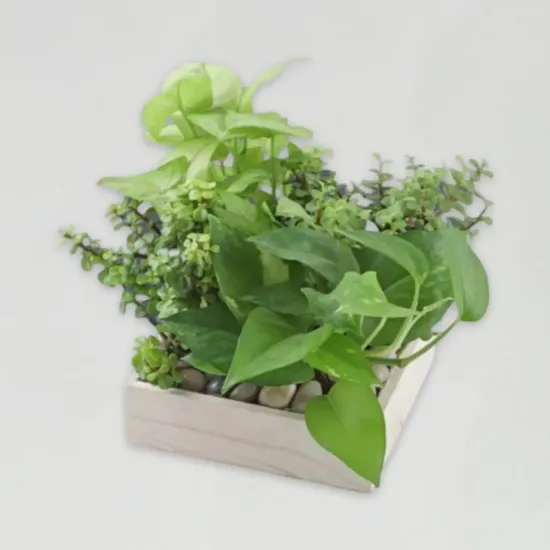 Order Jade N Money Plant Wooden Base Terrarium Online in Bhopal - Blue Heaven Jade N Money Plant Wooden Base Terrarium - Blue Heaven