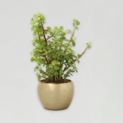 Jade Plant In Gold Tone Metal Pot Jade Plant In Gold Tone Metal Pot