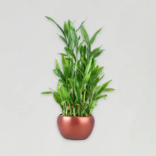 Order Lucky Bamboo Trio Online in Bhopal - Blue Heaven Lucky Bamboo Trio - Blue Heaven