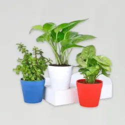 Money, Jade & Syngonium Plant Set