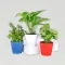 Money, Jade & Syngonium Plant Set