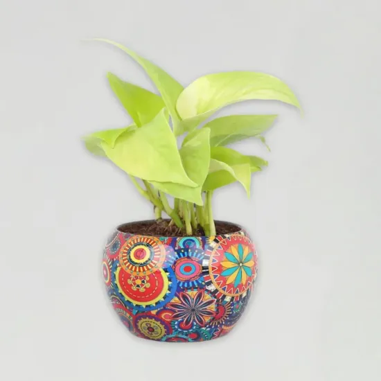 Money Plant In Colourfull Rajwada Printed Pot - Blue Heaven