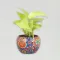 Money Plant In Colourfull Rajwada Printed Pot