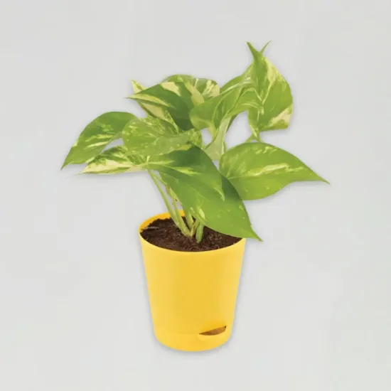 Money Plant In Yellow Vase - Blue Heaven