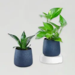 Peace & Prosperity Plant Duo