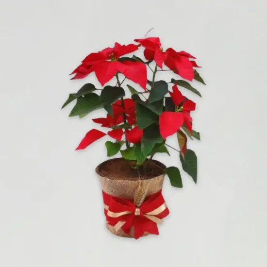 Order Pink Poinsettia Wonderland Plant Pot Online in Bhopal - Blue Heaven Pink Poinsettia Wonderland Plant Pot - Blue Heaven