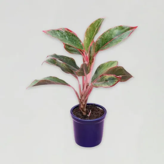 Order Potted Aglaonema lipstick Plant Online in Bhopal - Blue Heaven Potted Aglaonema lipstick Plant - Blue Heaven