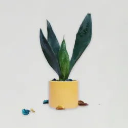 Refreshing Snake Plant