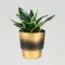 Sansevieria Snake Plant