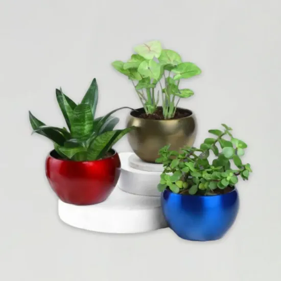 Order Serenity Succulents Online in Bhopal - Blue Heaven Serenity Succulents - Blue Heaven