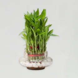 Three Layer Bamboo Good Luck Terrarium