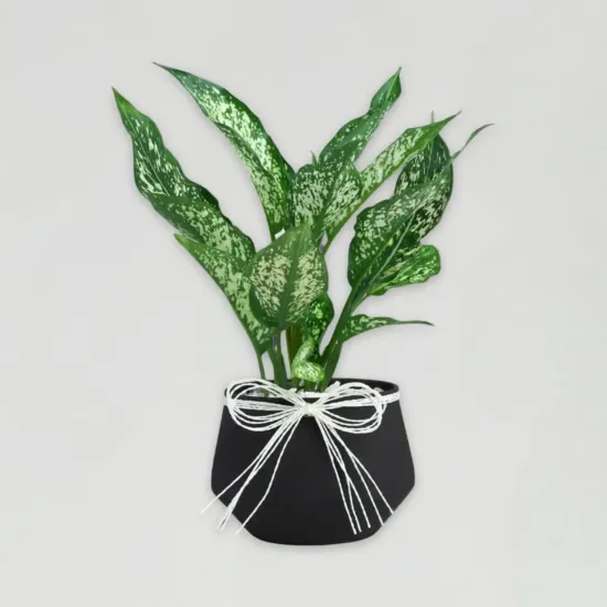 Order Timeless Green Aglaonema Charm Online in Bhopal - Blue Heaven Timeless Green Aglaonema Charm - Blue Heaven