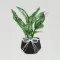 Timeless Green Aglaonema Charm