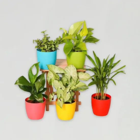 Indoor Air Purifier Plants For Home With Pots - Blue Heaven